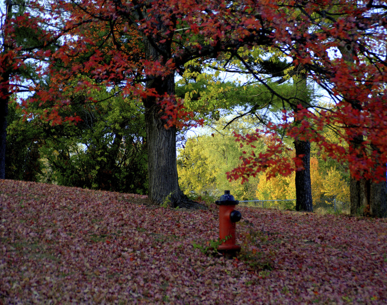 Fire hydrant sits among a field of maple trees