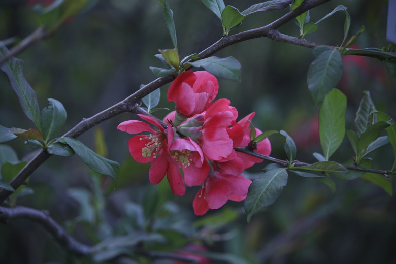 spring bloom