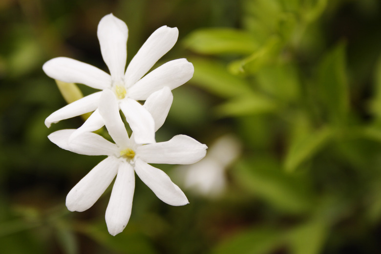 Close-up of jasmine flowers