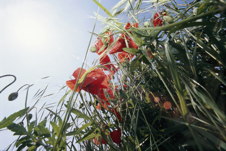 Poppy field, low angle view