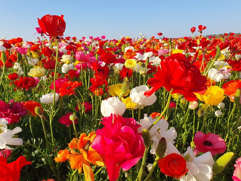 A field full of red, white, yellow and orange Persian buttercup (Ranunculus asiaticus) flowers.