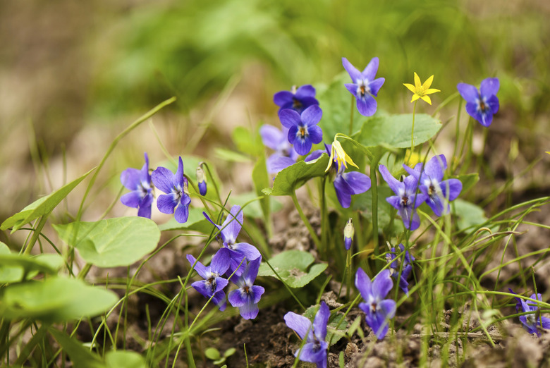 violet blooming in spring