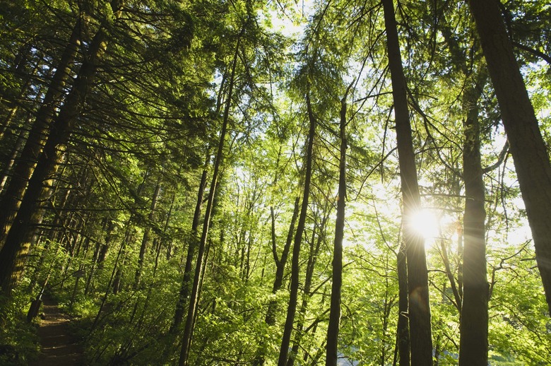 Sunburst in woods