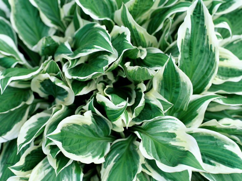 A close-up of a hosta plant