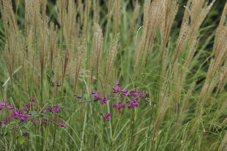 Bush Clover and Japanese Silver Grass in the Field