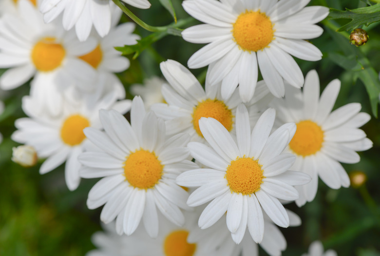 macro of beautiful white daisies flowers