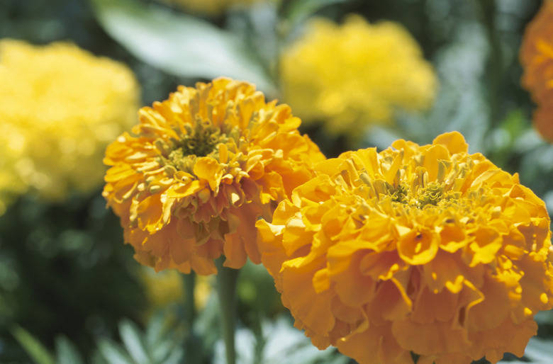 Marigolds