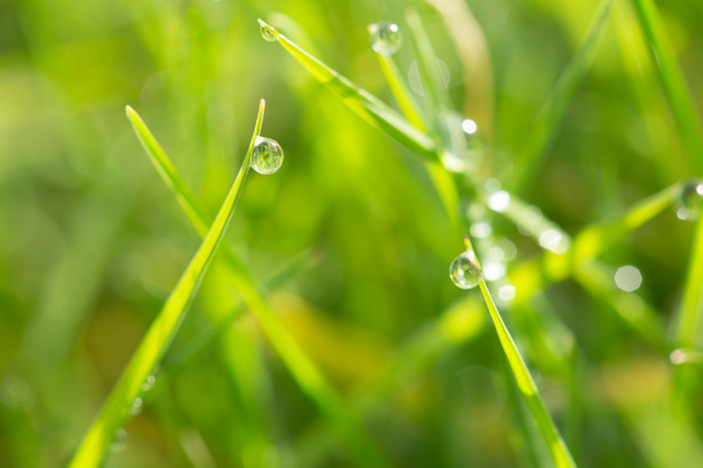 Dew on the grass