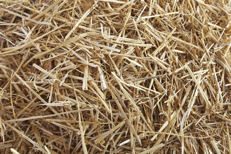 Straw hay texture