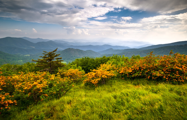 Flame Azalea Blooms Blue Ridge Mountains Roan Highlands State Park