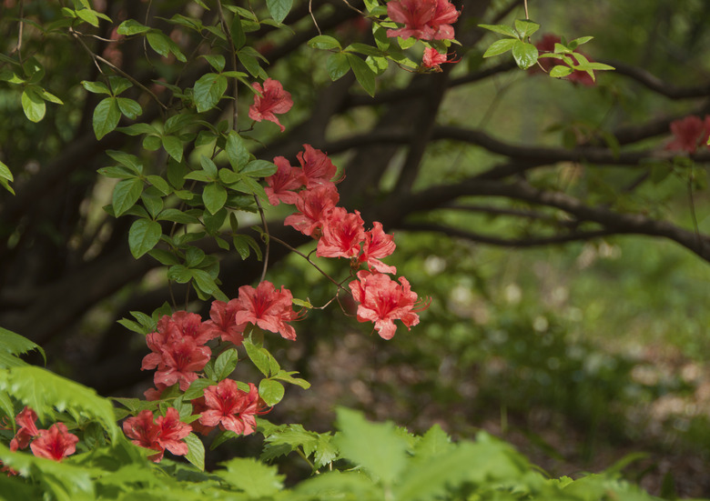 Azalea