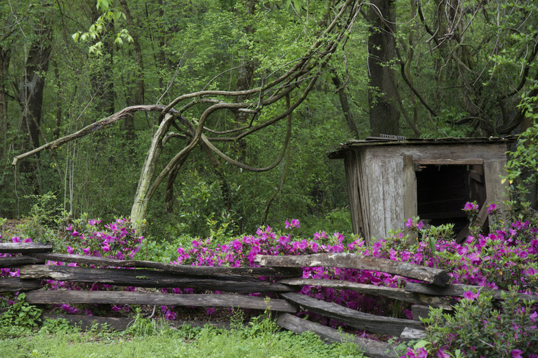 Azaleas Shed Woods Vine Rail fence