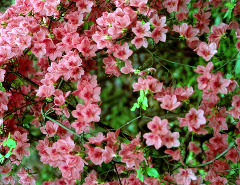 Pink azaleas on bush