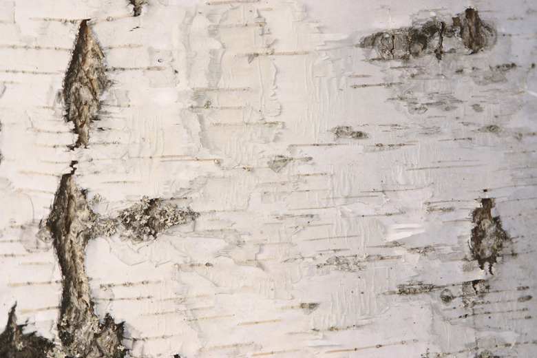 Birch tree bark