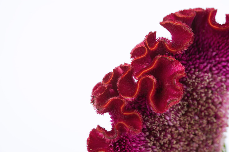 Celosia