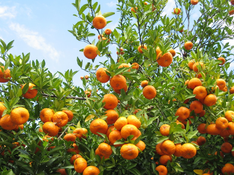 Orange Grove