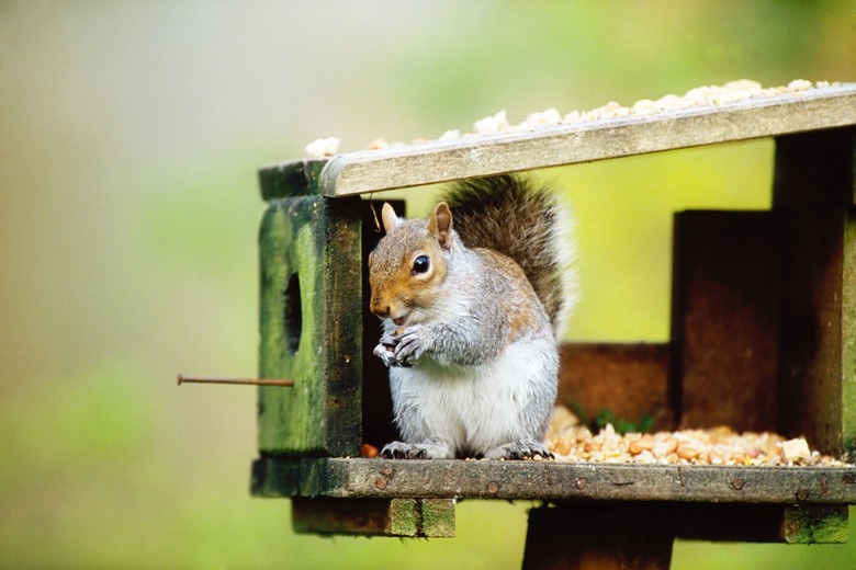 Grey squirrel