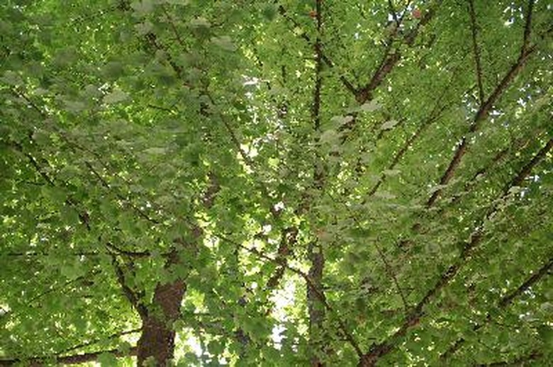 leafy maple tree