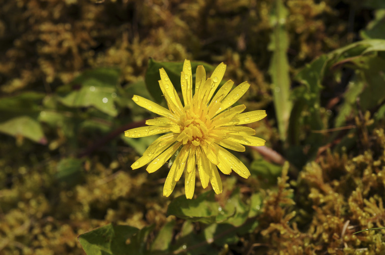 Close-up of dandelion, Hyogo Prefecture, Honshu, Japan