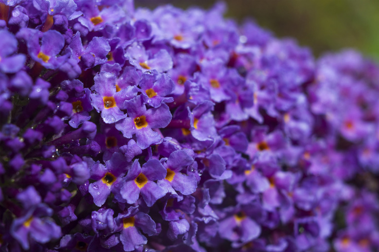 butterfly bush