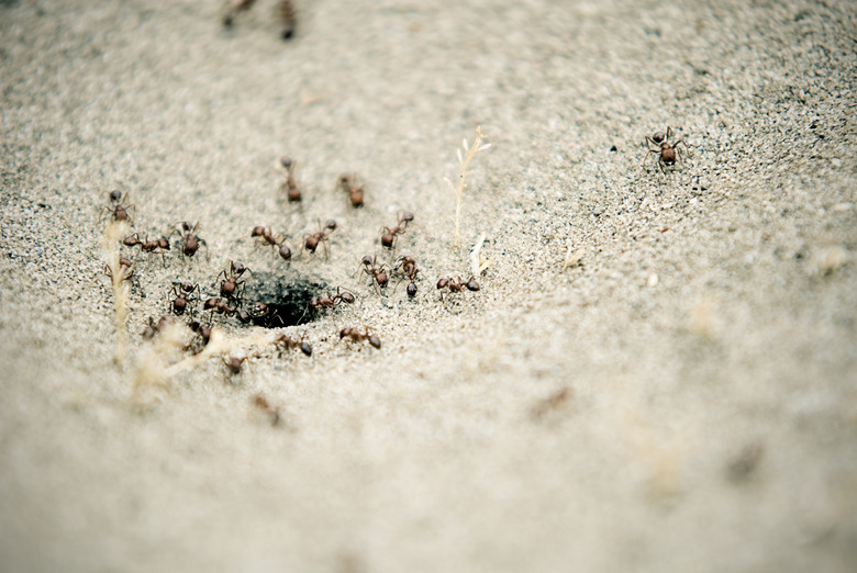 Ants