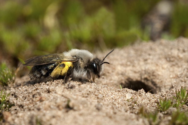 sand digging bee