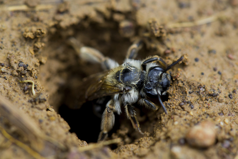 Miner Bee Digging Hole