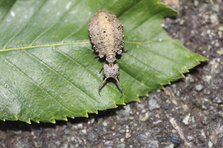 Antlion