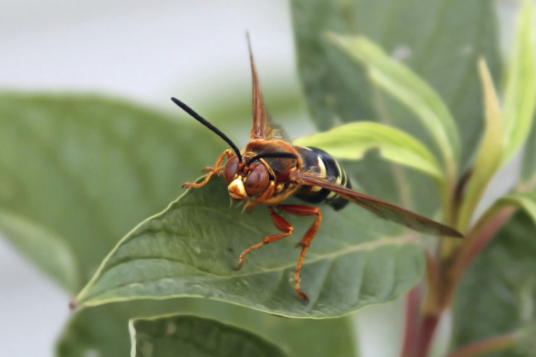 Cicada Killer on plant