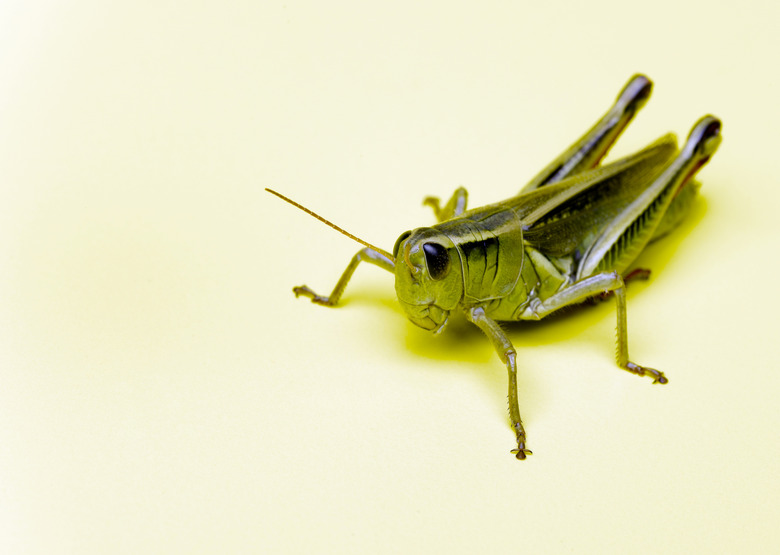 Grasshopper