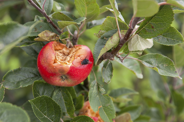 rotten apple