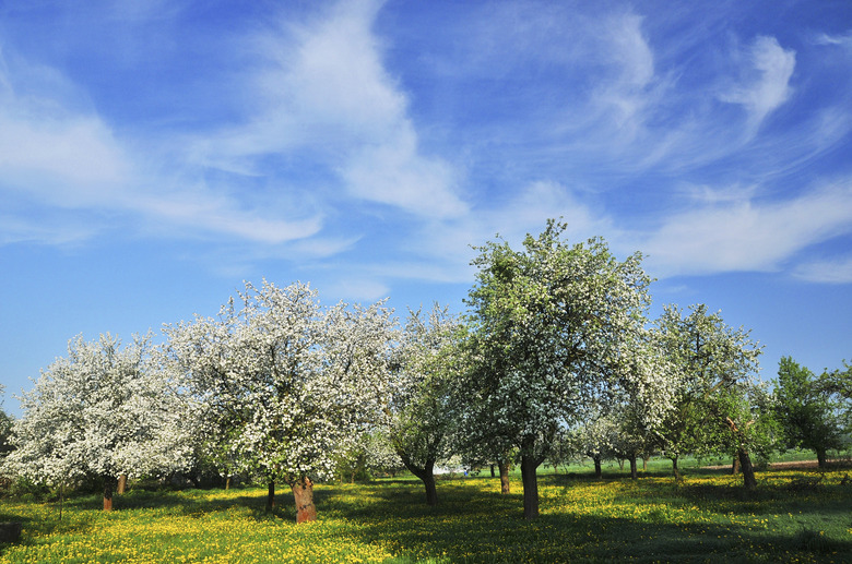 Spring orchard