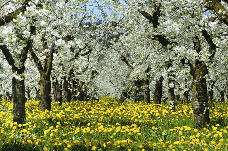 blooming apple trees