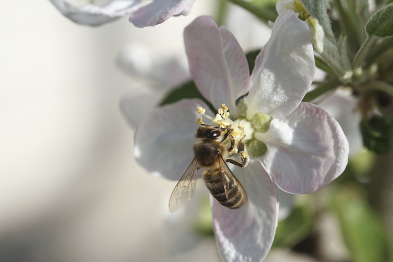 Bee on apple blossom; macro