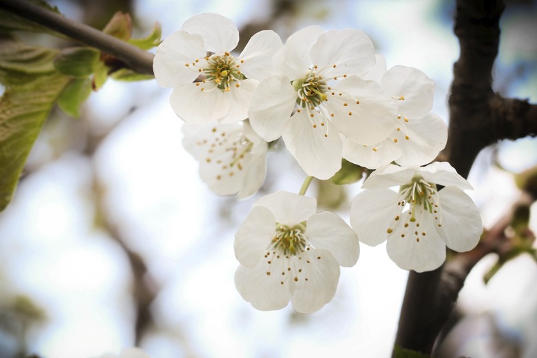 WHITE APPLE BLOSSOMS