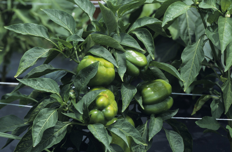 Green bell peppers on plant