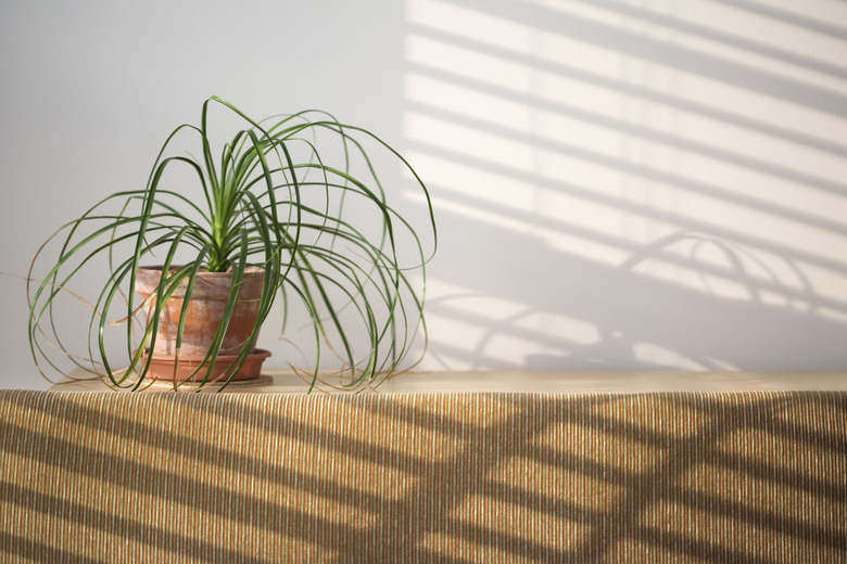 Houseplant on shelf with shadows on wall