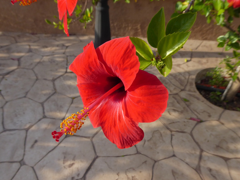 A red Chinese hibiscus (Hibiscus rosa-sinensis) flower in partial shade.