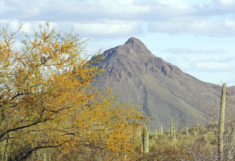 Desert Spring Color