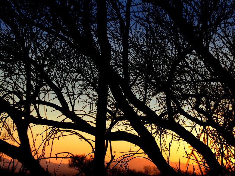 Desert Sunset Palo Verde Tree Silhouette