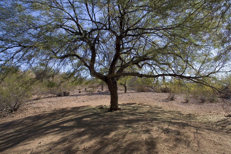 desert tree