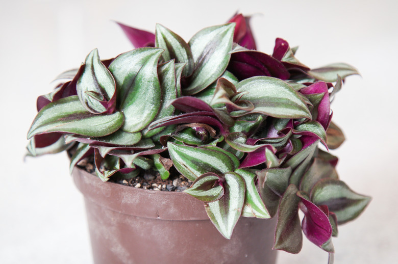 A delightfully colorful silver inch plant (Tradescantia zebrina) in a small pot, with variegated leaves of silver, green, purple and white.