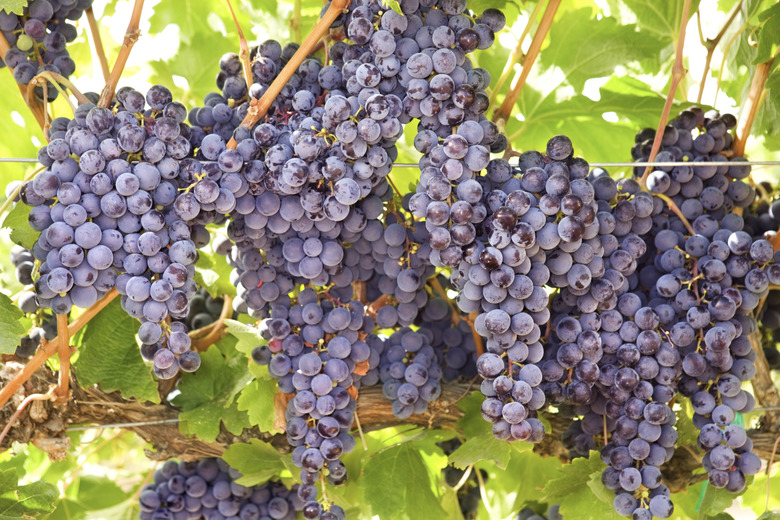 Grapes on vine