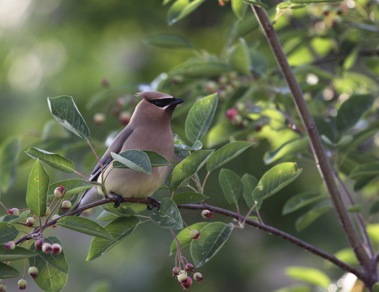 Cedar Waxwing Perched