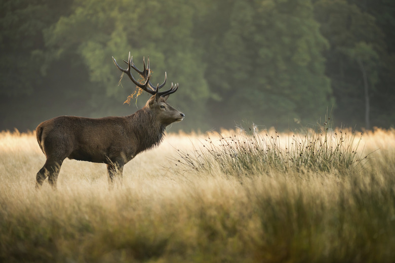 Red Deer Stag (Cervus elaphus)