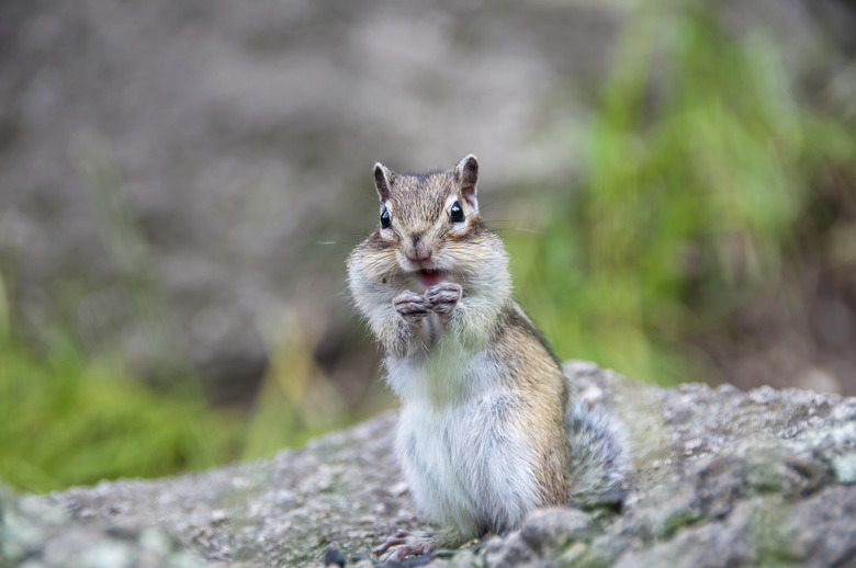 Chipmunk