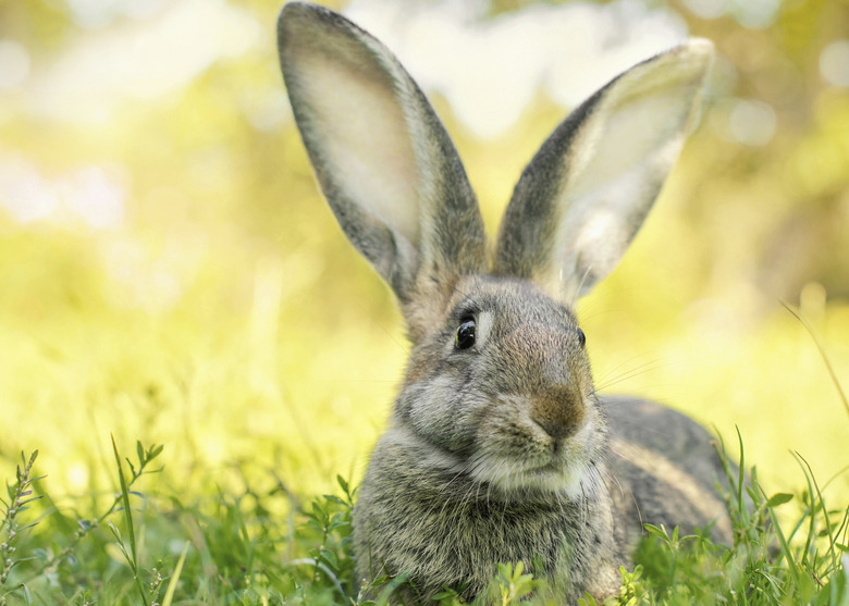 Easter bunny jumping in a sunny spring garden