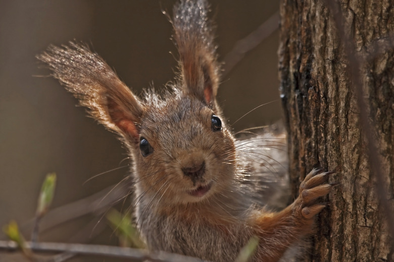 Portrait of the squirrel with tree