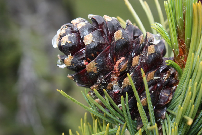 A close-up of a cone from a whitebark pine tree (Pinus albicaulis).