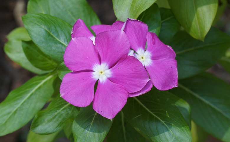 A close-up of a few Madagascar periwinkle (Catharanthus roseus) flowers.